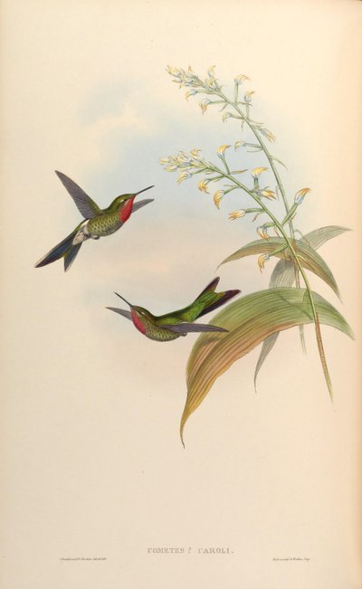 Cometes caroli = Polyonomus caroli door John Gould